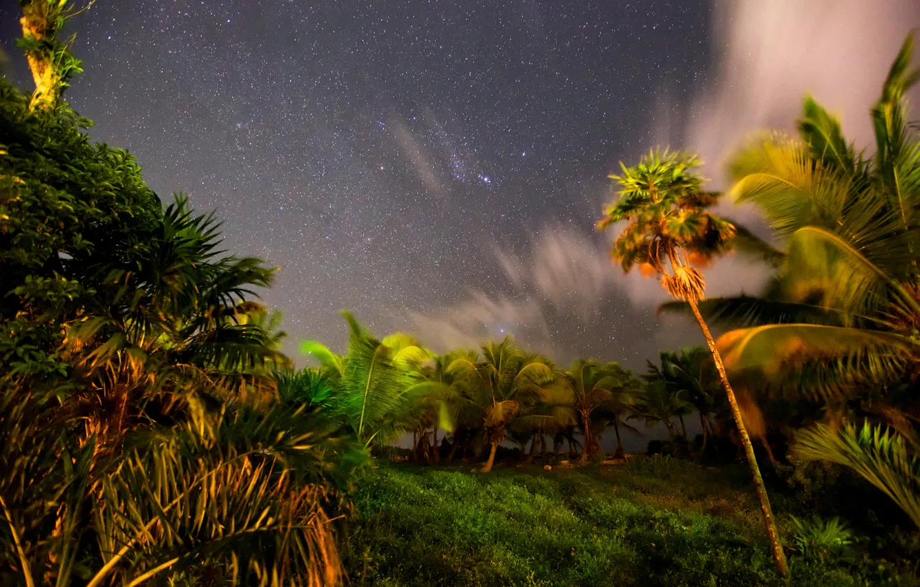 Фото обои небо, звезды, ночь, тропики, пальмы