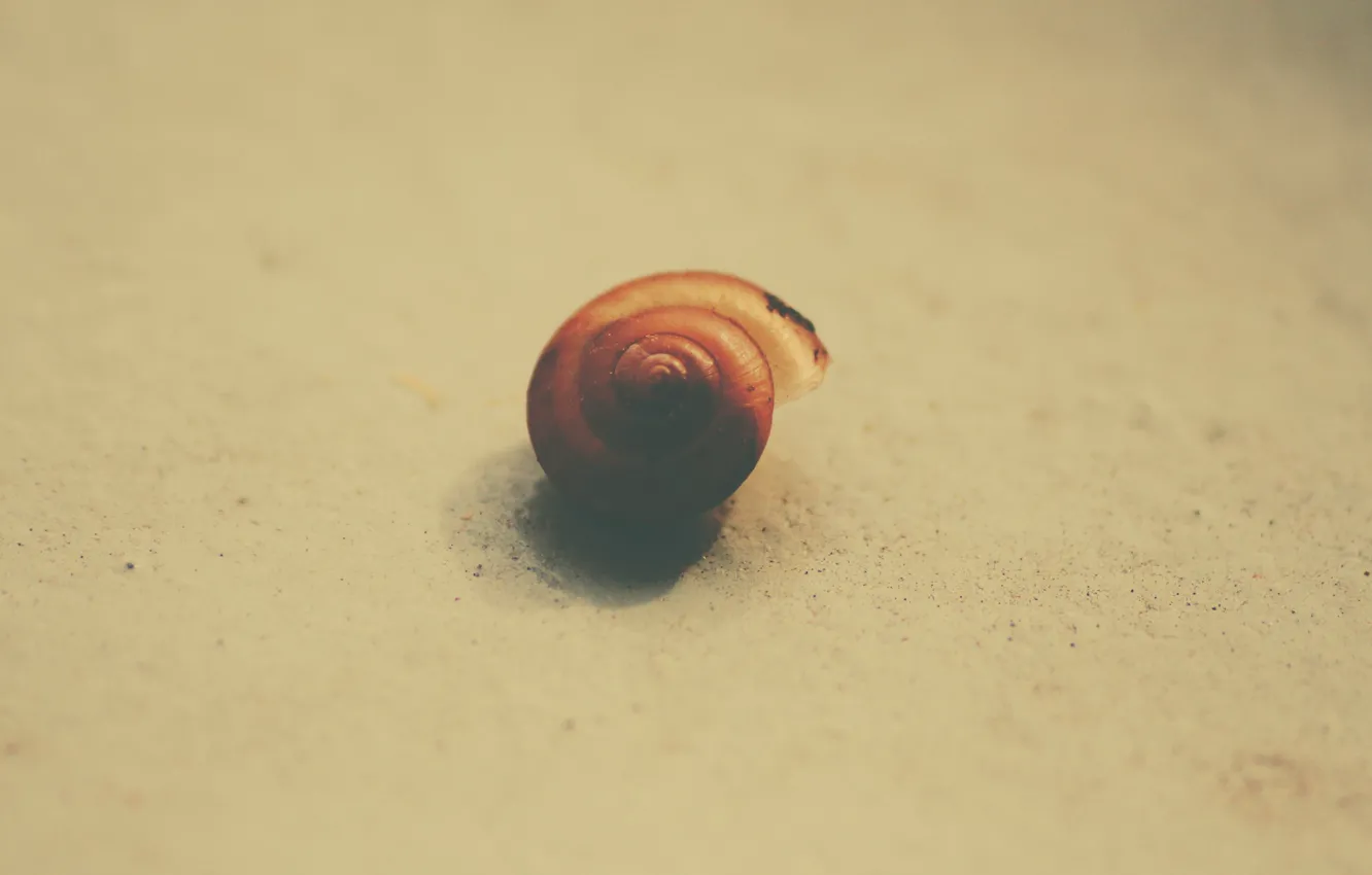 Фото обои galaxy, shell, snail shell