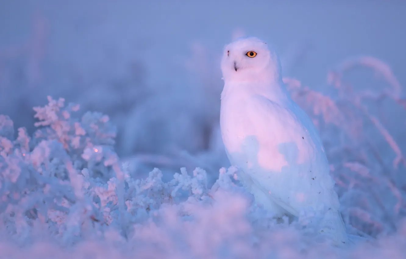 Фото обои зима, иней, взгляд, свет, снег, сова, птица, красота
