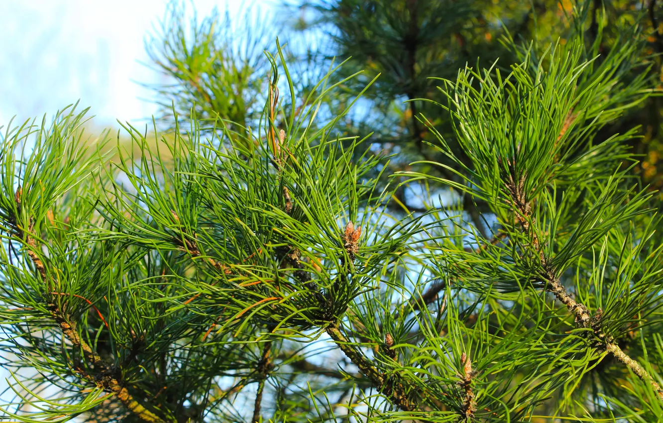 Фото обои green, pine, twig