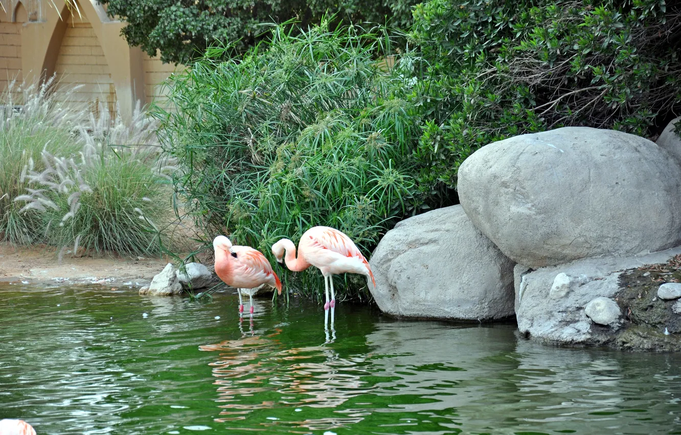 Фото обои животные, вода, птицы, пруд, розовый, вид, камыш, фламинго