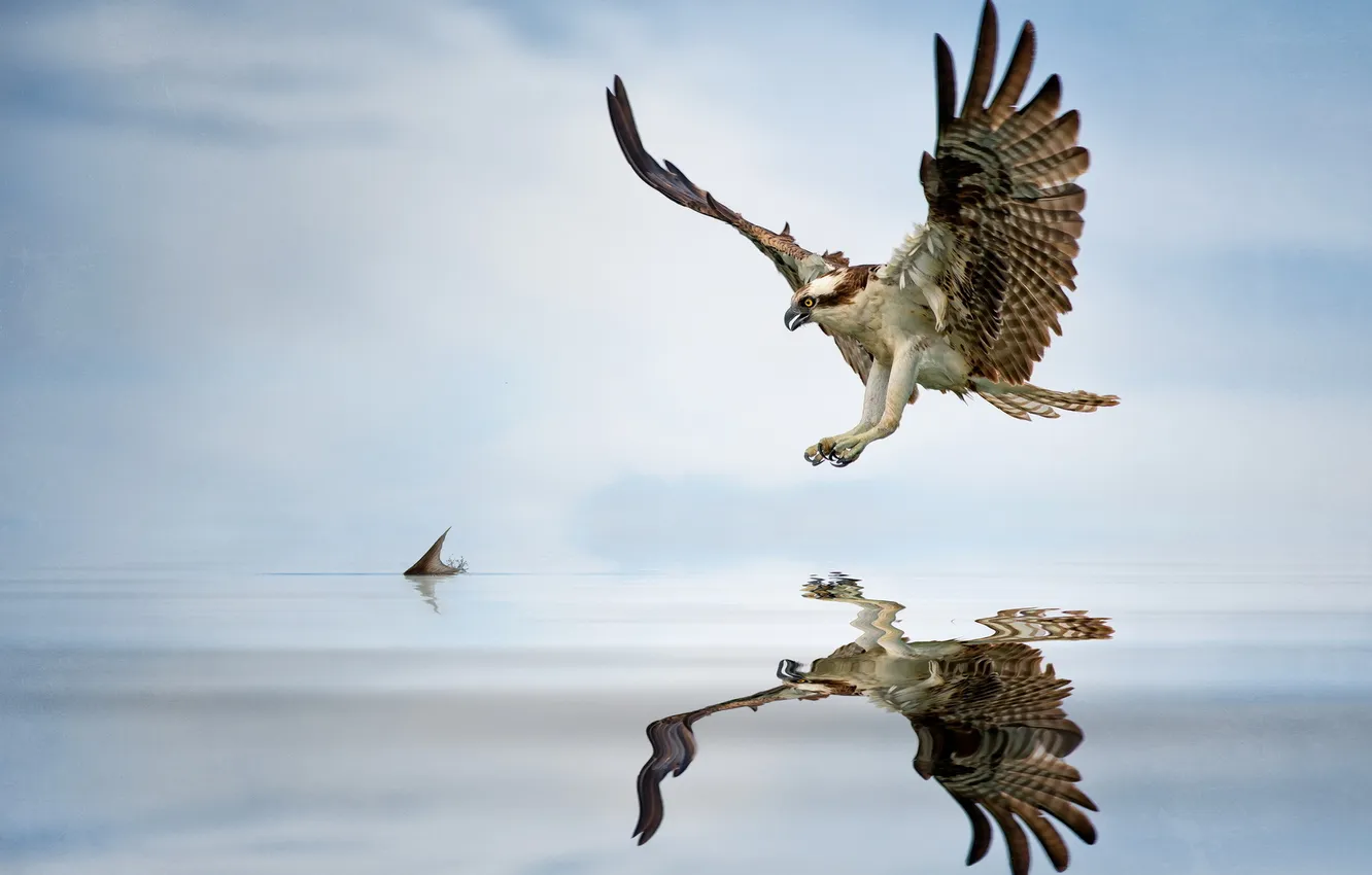 Фото обои вода, птица, рыба, орёл