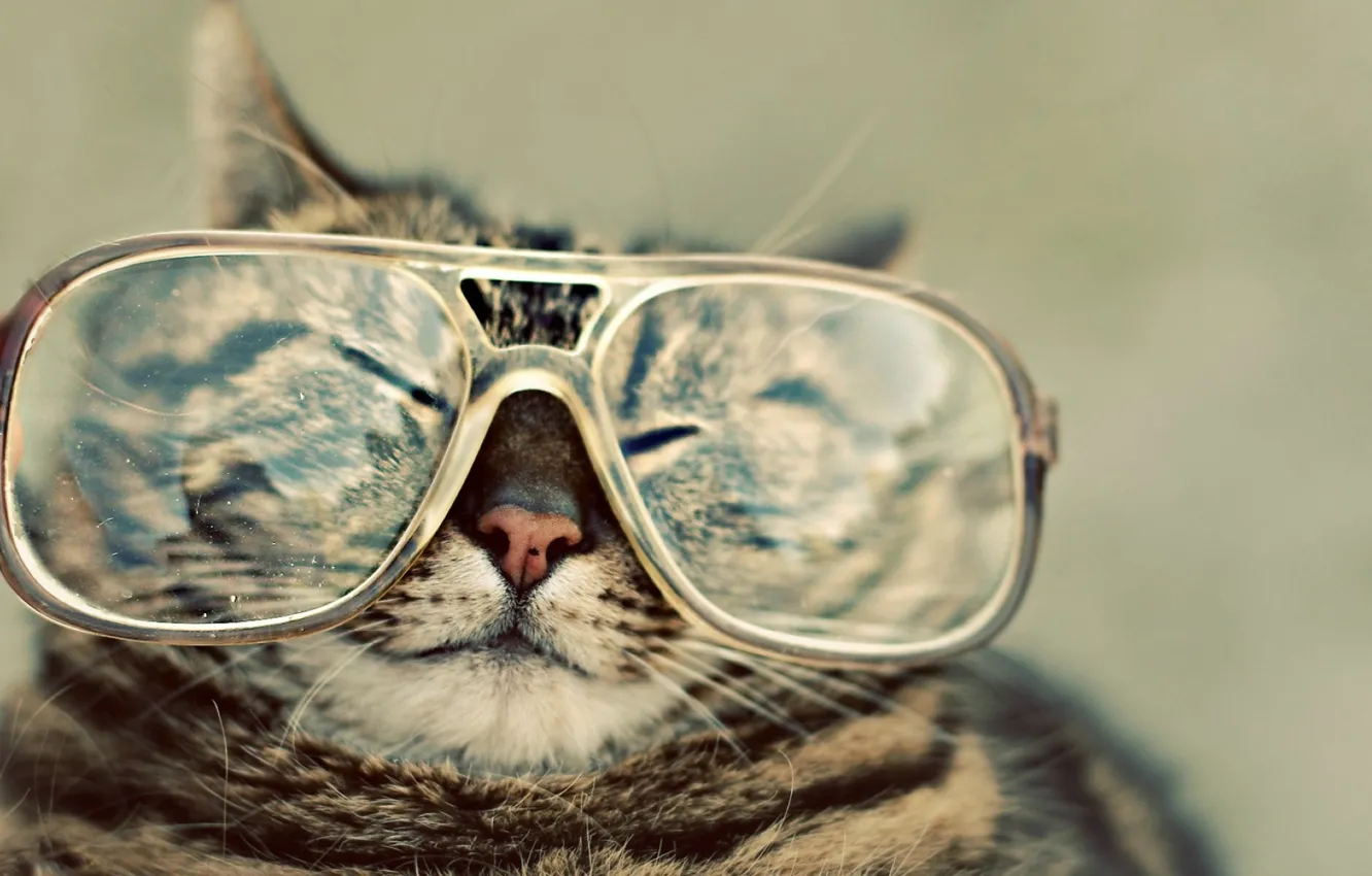 Фото обои кот, очки, носик, щурится