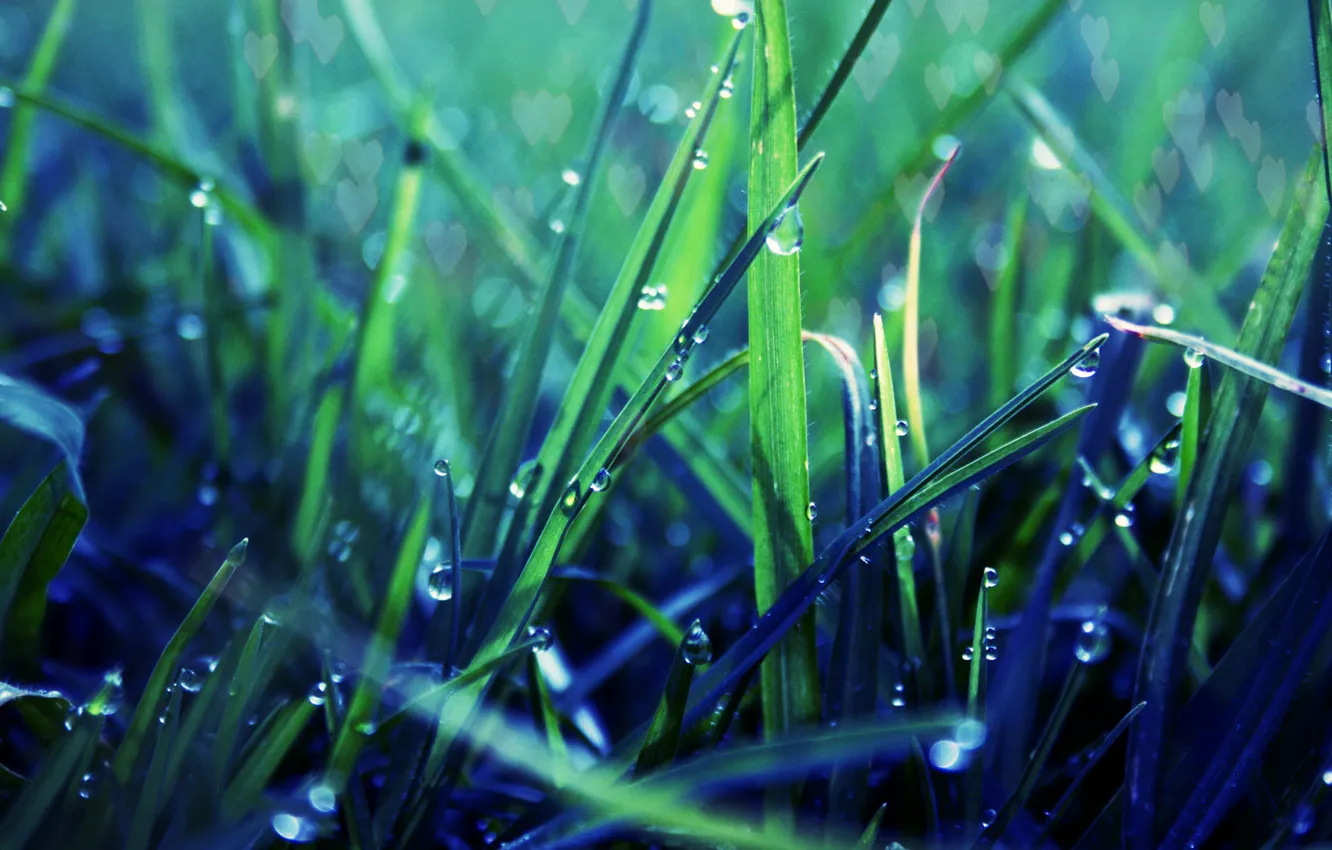 Фото обои зелень, трава, капли, макро, роса, газон