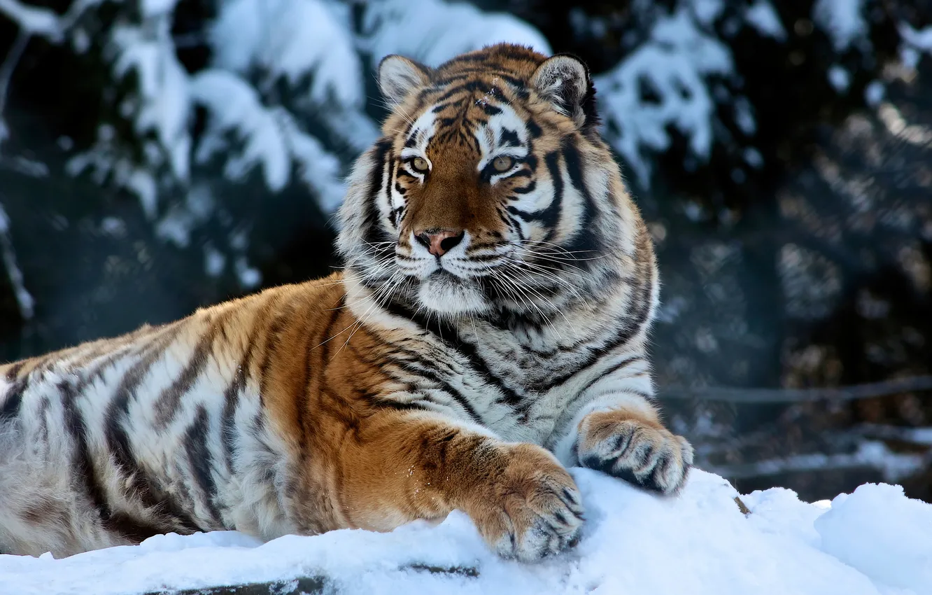 Фото обои tiger, winter, animal, big cat