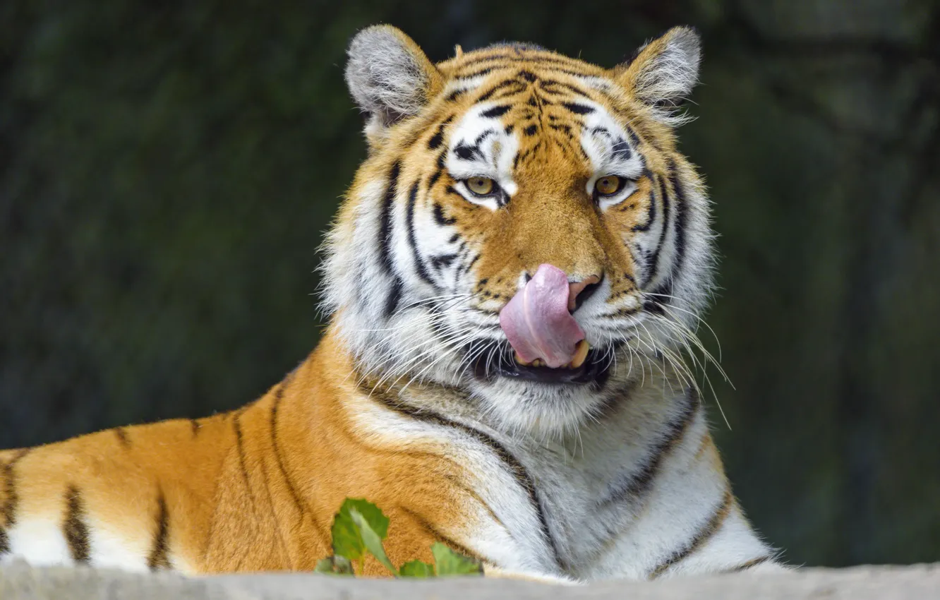 Фото обои язык, морда, тигр