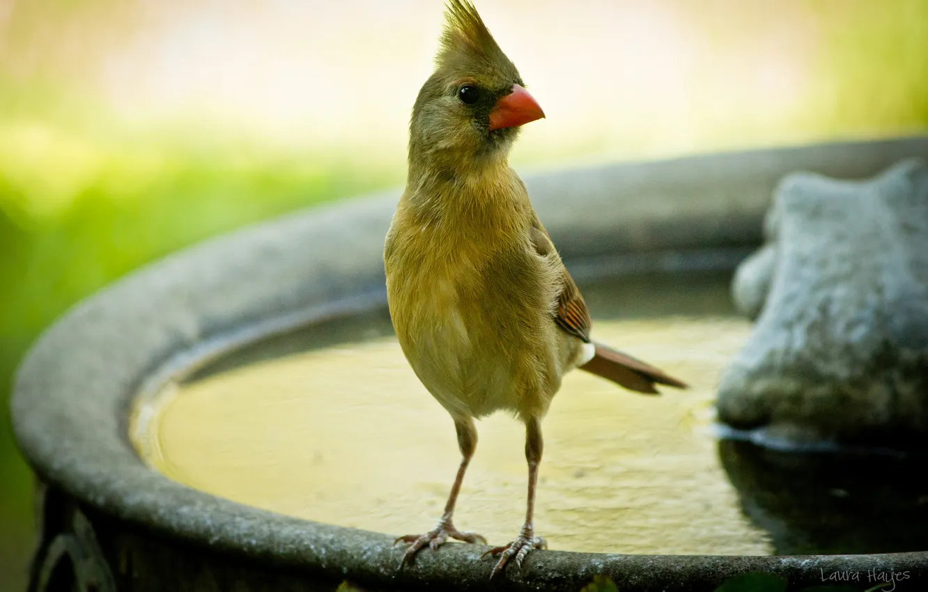 Фото обои вода, птица, клюв, фонтан, хохолок