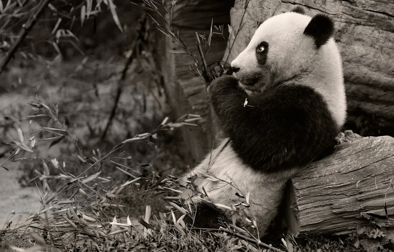 Фото обои ветки, чёрно-белая, панда