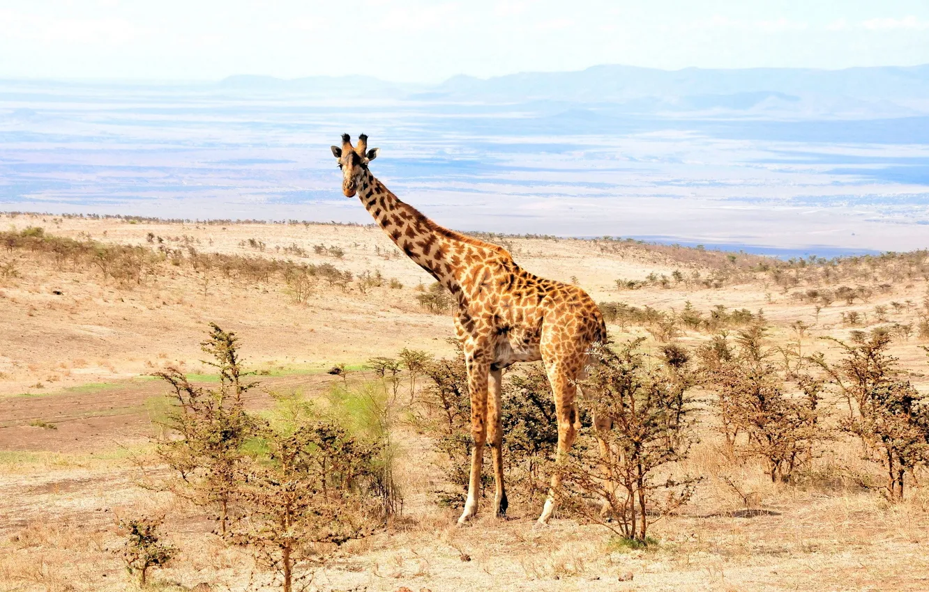 Фото обои природа, Африка, жирафа