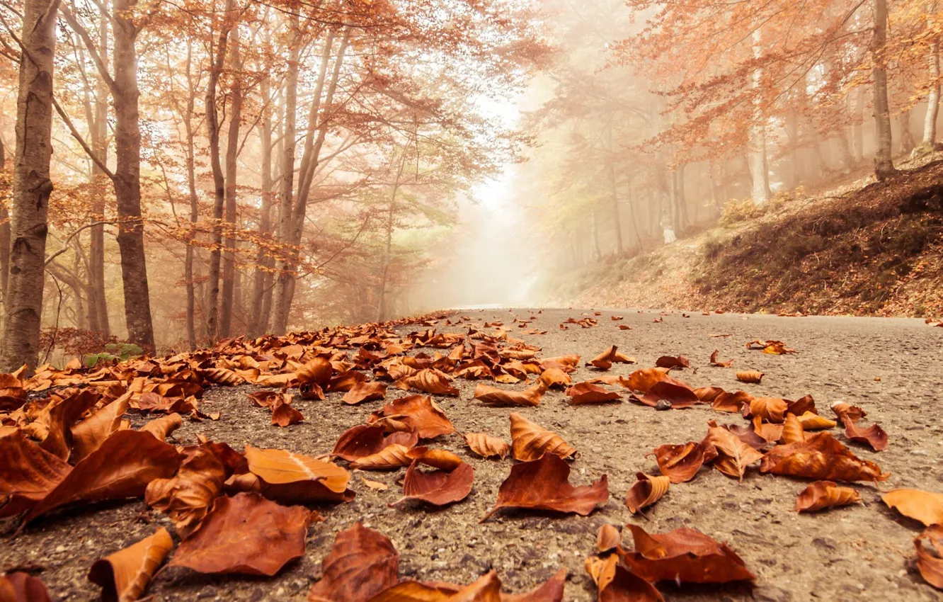 Фото обои дорога, осень, листья, туман