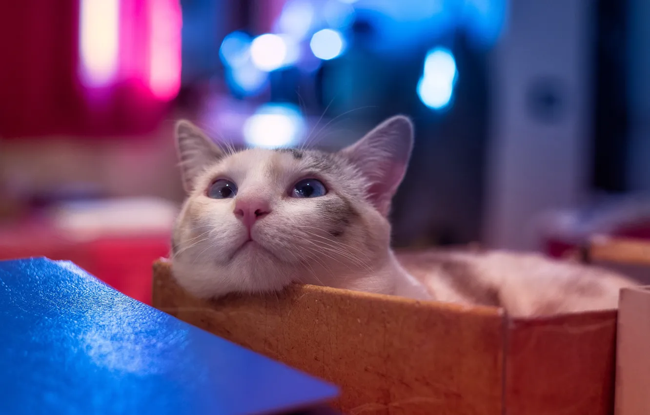 Фото обои дома, кошка, уют