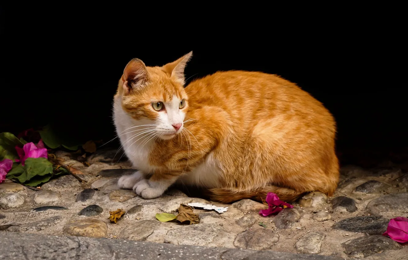 Фото обои кошка, кот, взгляд, листья, цветы, лепестки, рыжий, черный фон