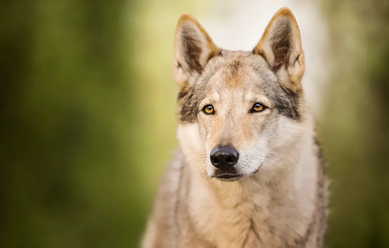 Фото обои взгляд, морда, волк, портрет, собака, зеленый фон, пёс, боке