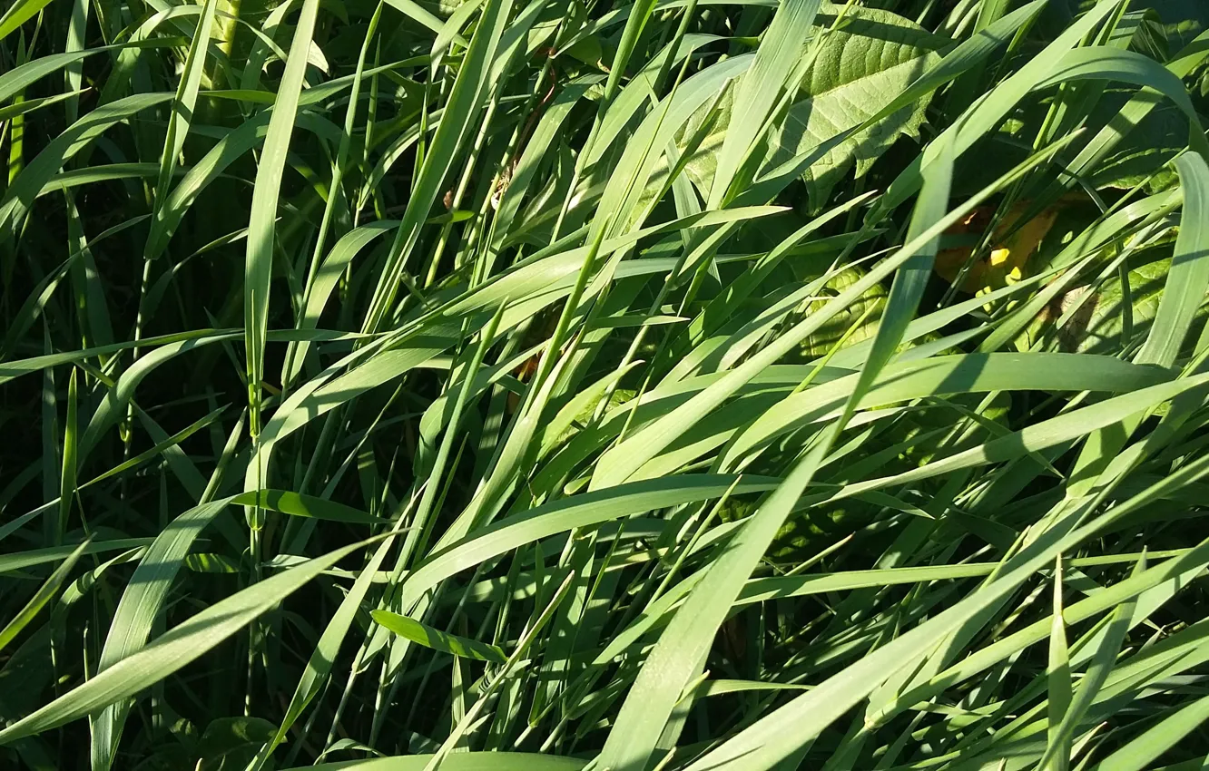 Фото обои зелень, лето, трава, свежесть, солнечный свет
