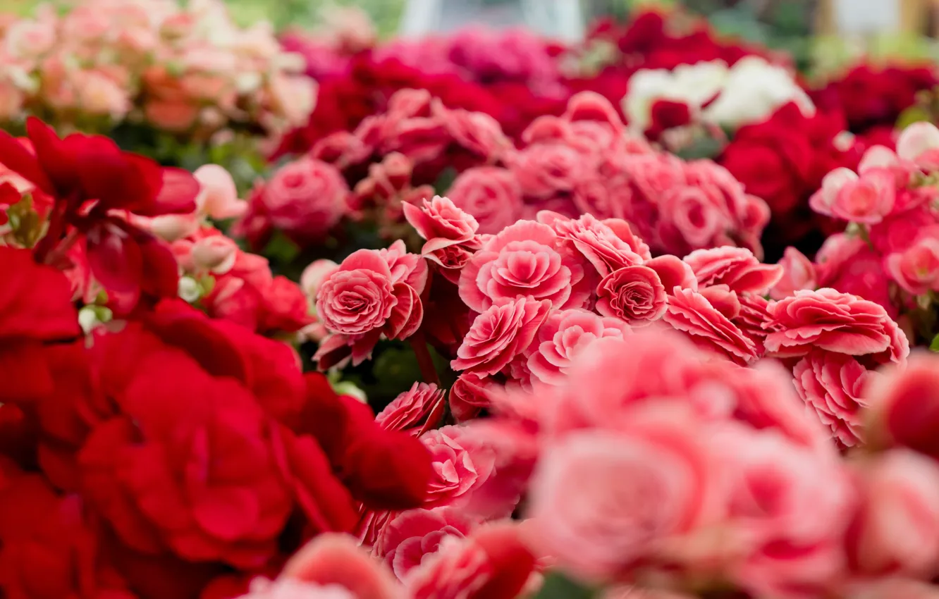 Фото обои цветы, красные, розовые, много, боке, букеты, бегония