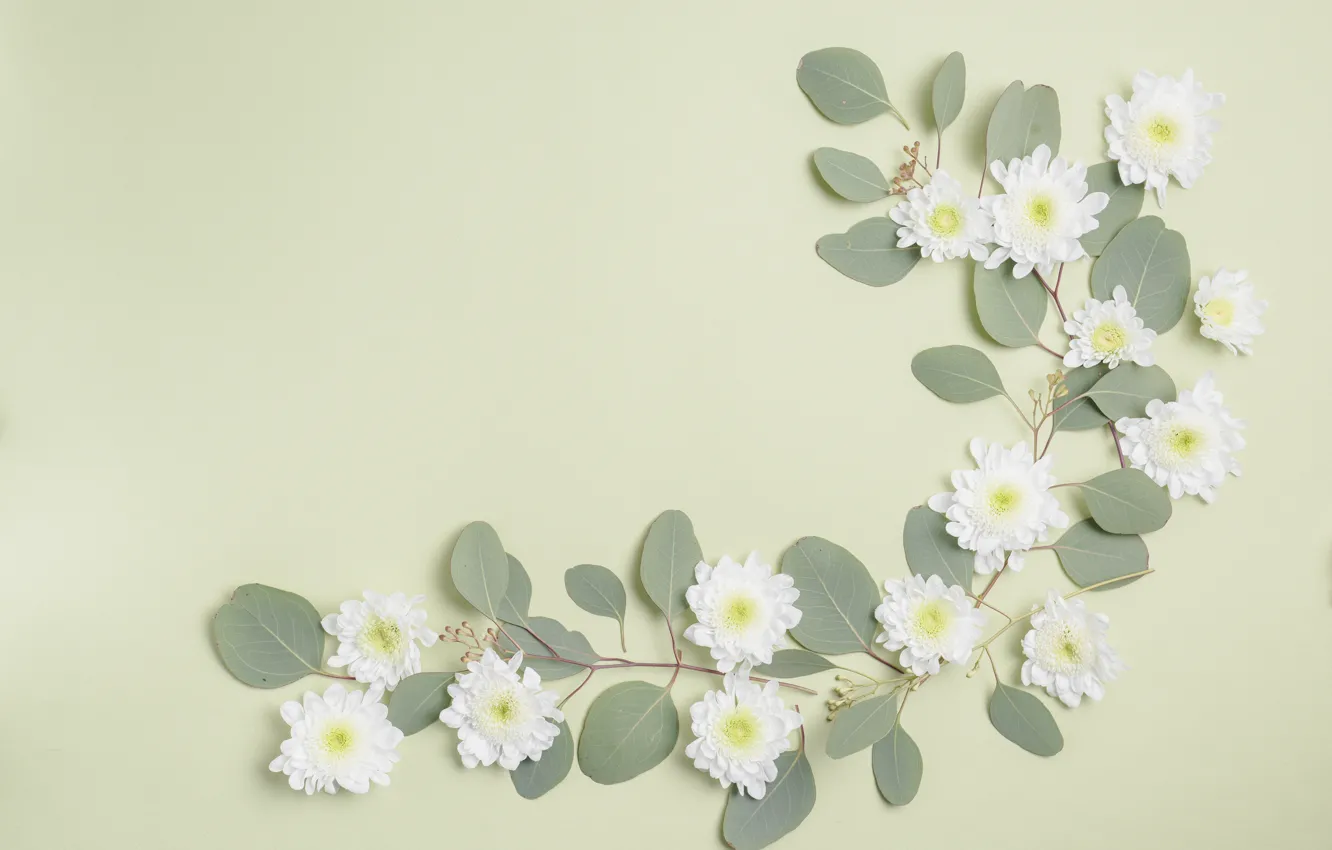 Фото обои цветы, фон, листики, белые хризантемы