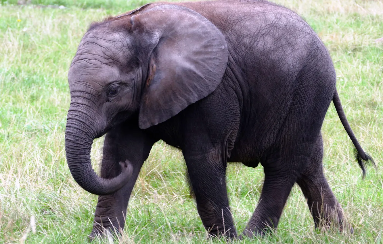 Фото обои grass, nature, big, animal, large, elephant, trunk, wildlife