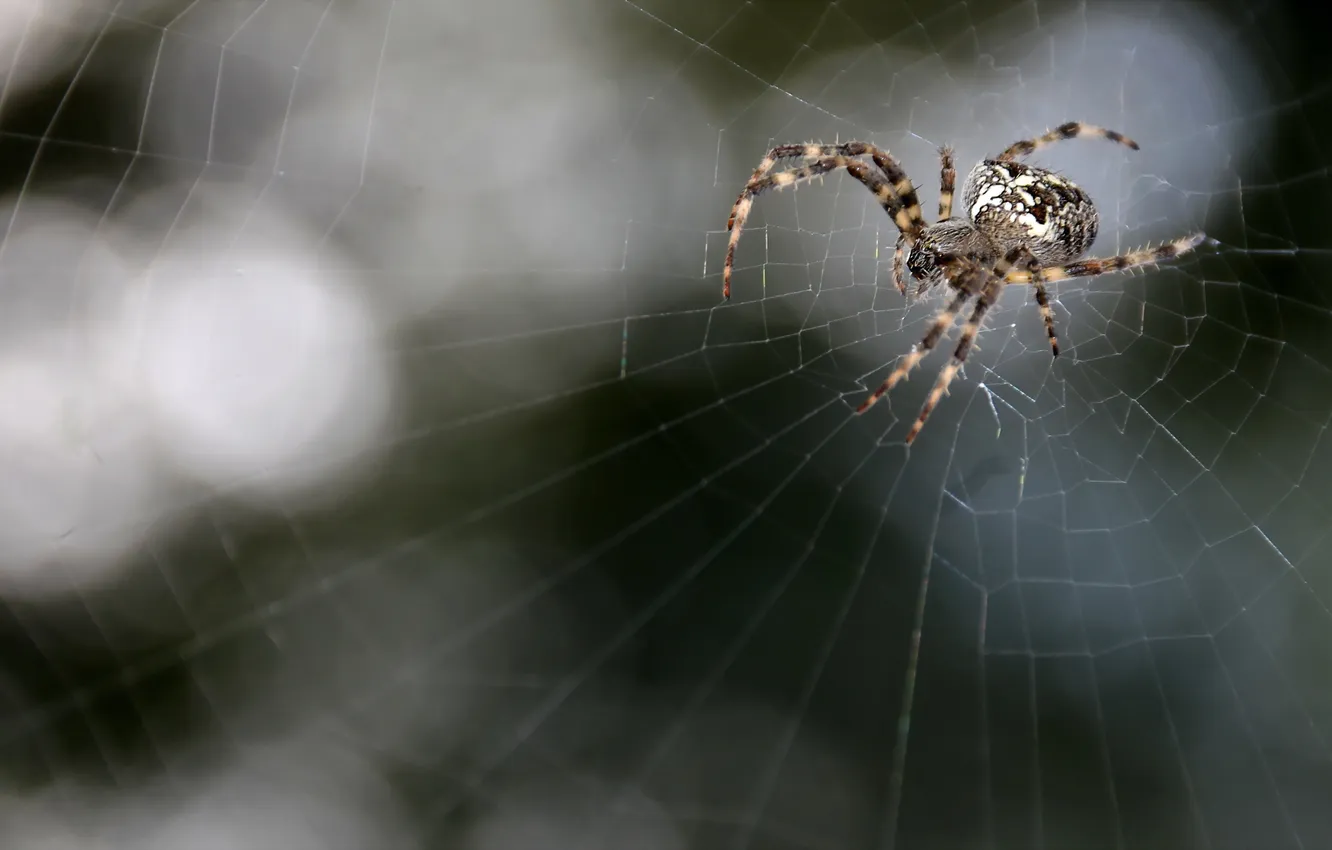 Фото обои природа, паутина, паук