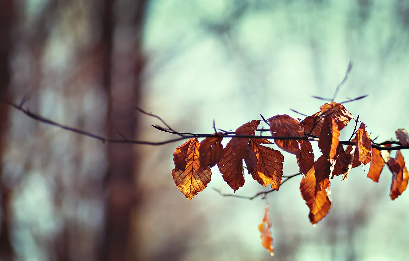 Фото обои осень, ветки, природа, ветка, жёлтые листья