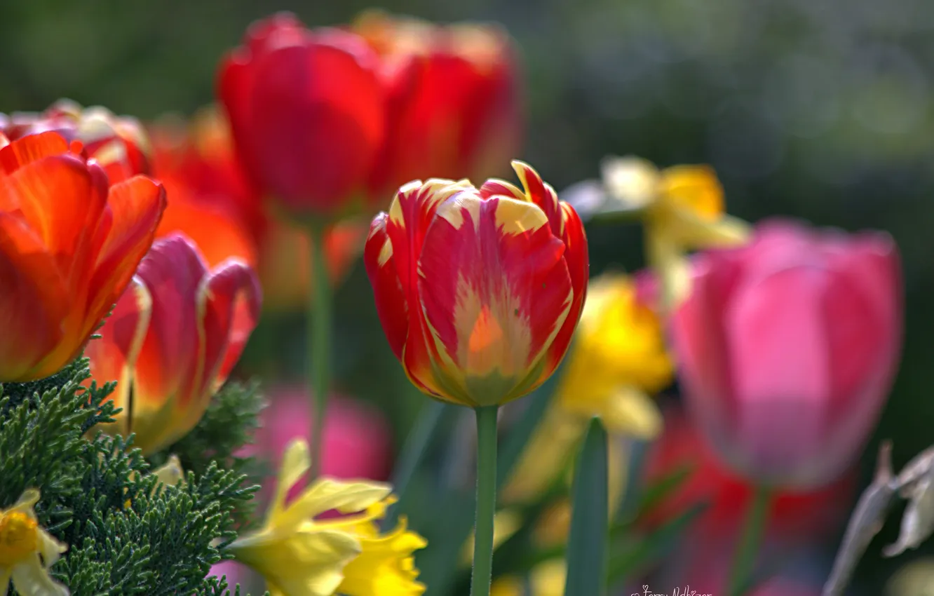 Фото обои яркие, тюльпаны, много, разные