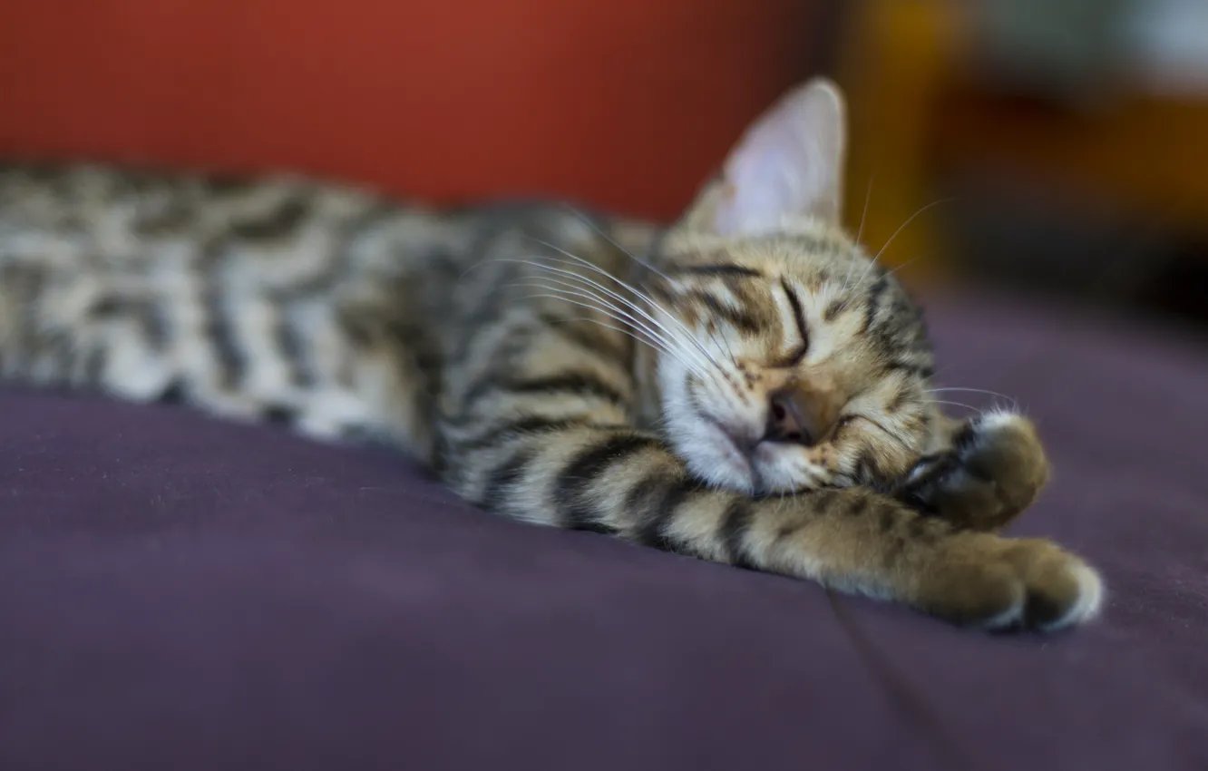 Фото обои кошка, кот, серый, отдых, сон, полосатый