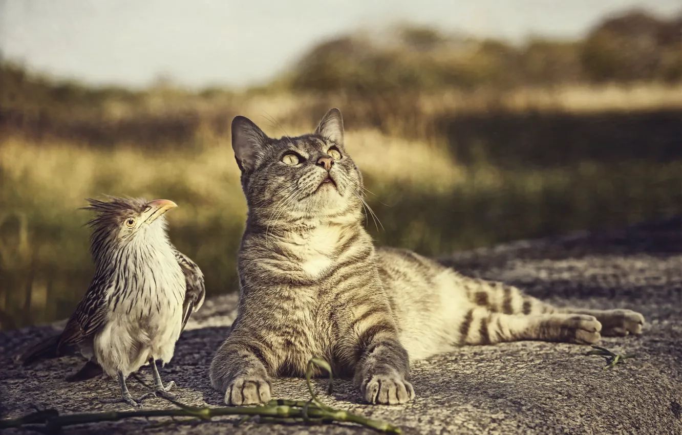 Фото обои кошка, природа, птица