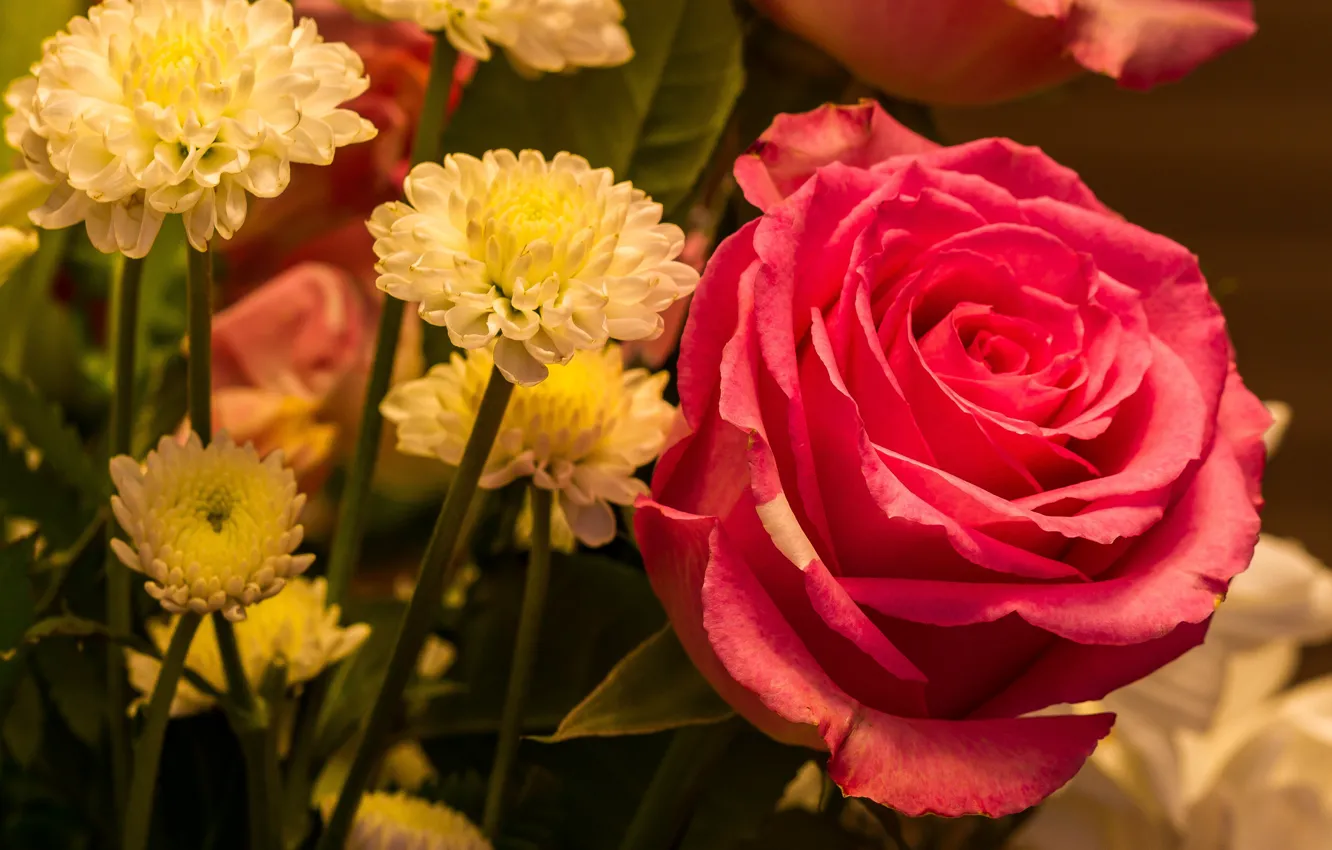 Фото обои роза, бутон, хризантемы