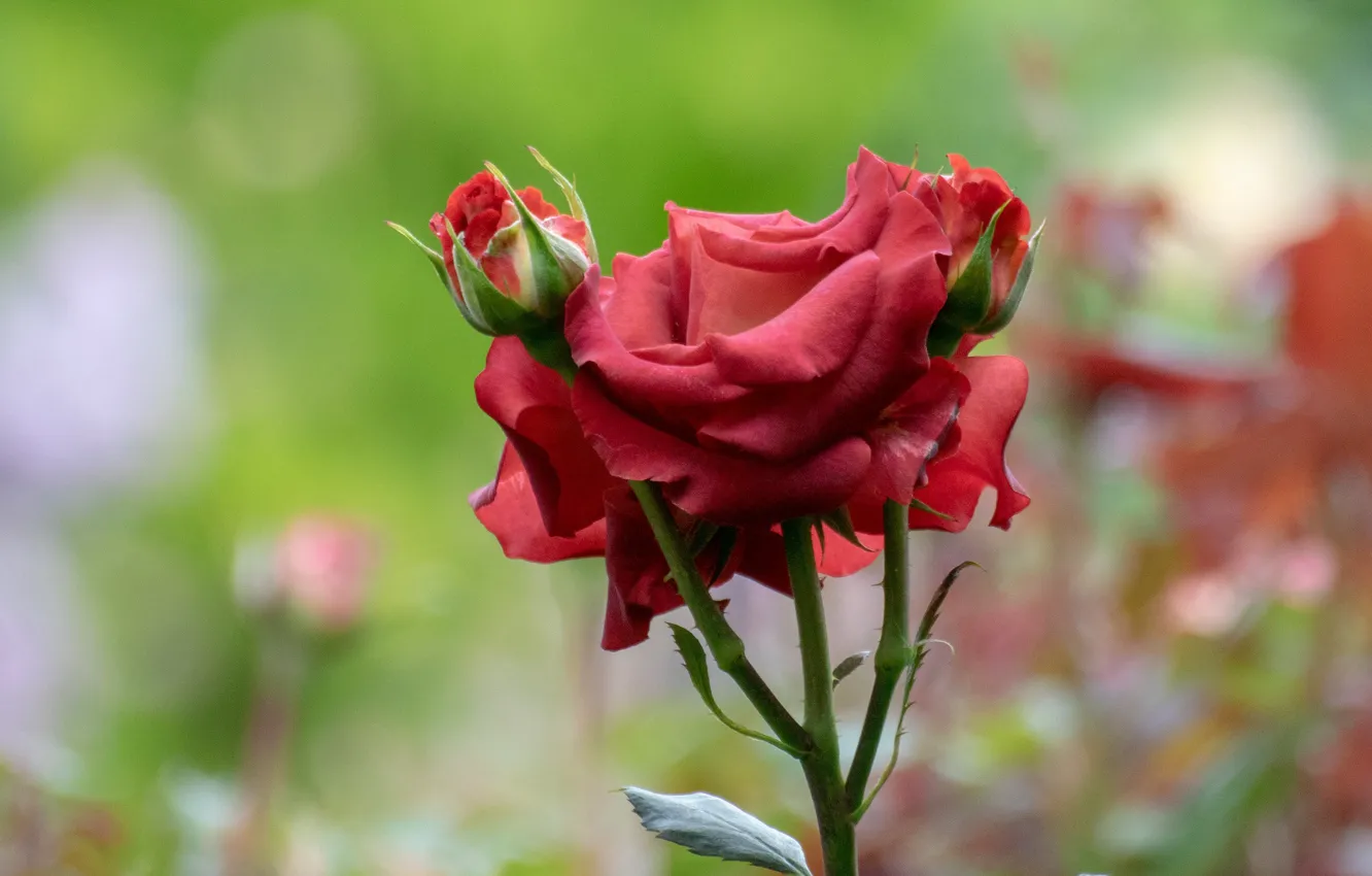 Фото обои цветок, фон, роза, стебель, бутон, красная, боке