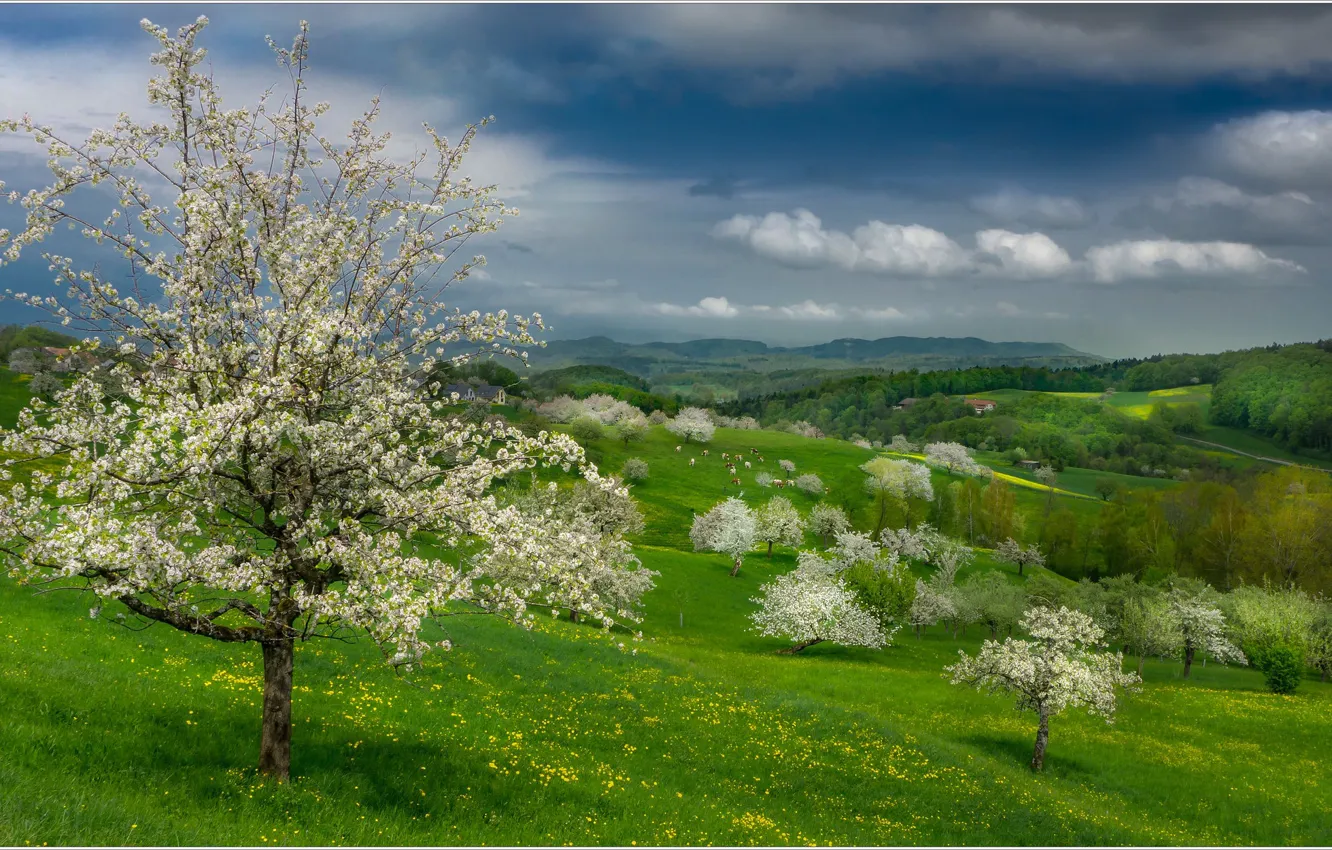 Фото обои деревья, весна, Швейцария, склон, цветение