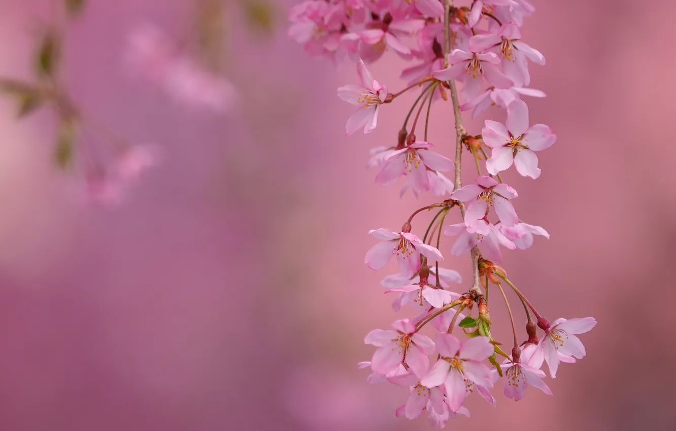 Фото обои макро, цветы, ветки, вишня, весна, цветение