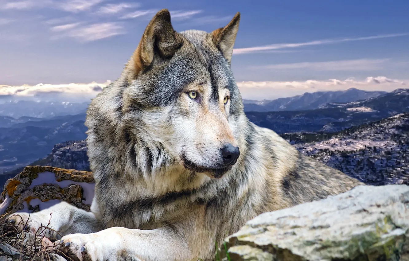 Фото обои животные, горы, природа, волк, хищник
