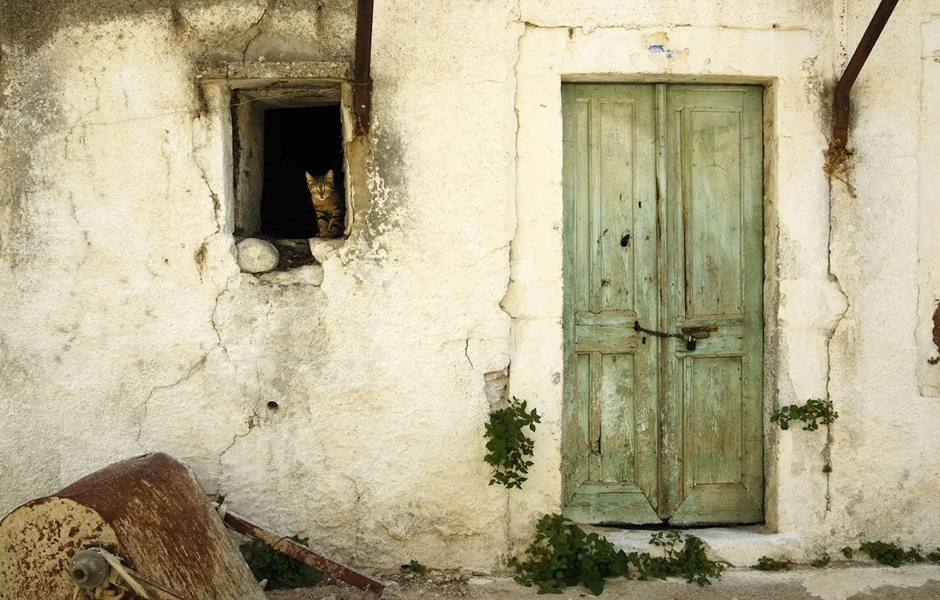 Фото обои стена, кошак, дверь, окно, 156