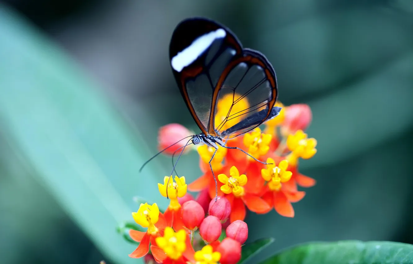 Фото обои цветок, прозрачность, бабочка