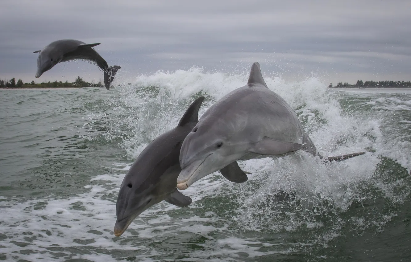 Фото обои море, брызги, дельфины