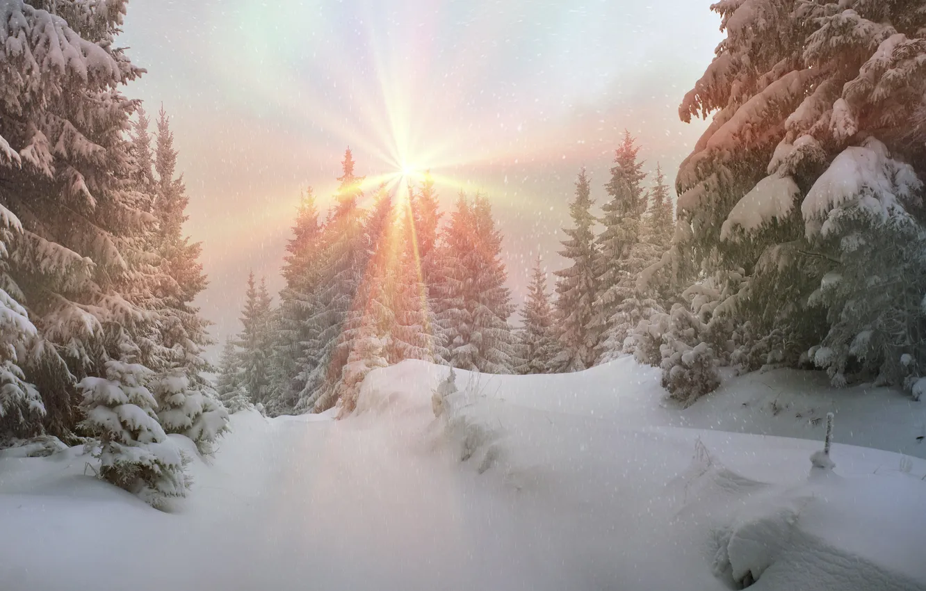 Фото обои зима, лес, солнце, снег, елка, nature, winter, snow