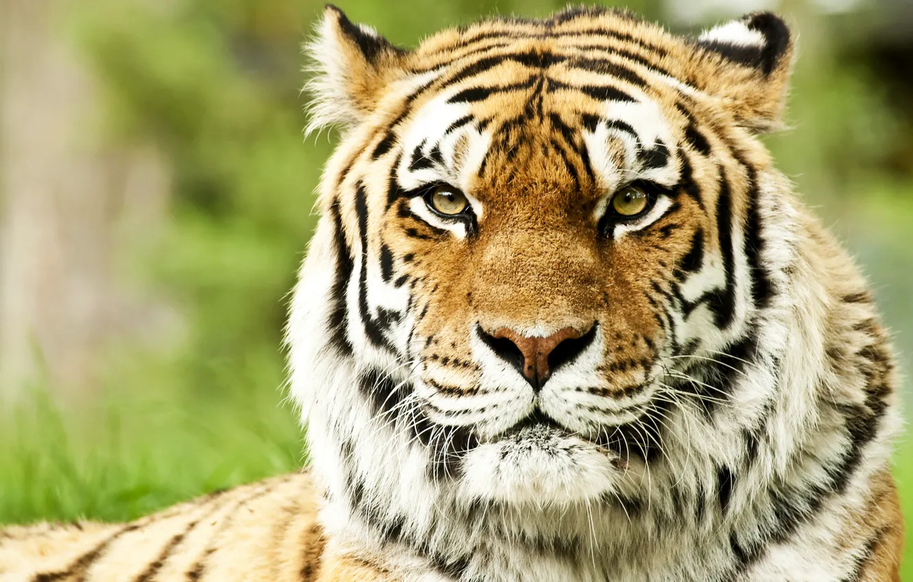 Фото обои морда, хищники, дикие кошки, морды, сибирские тигры