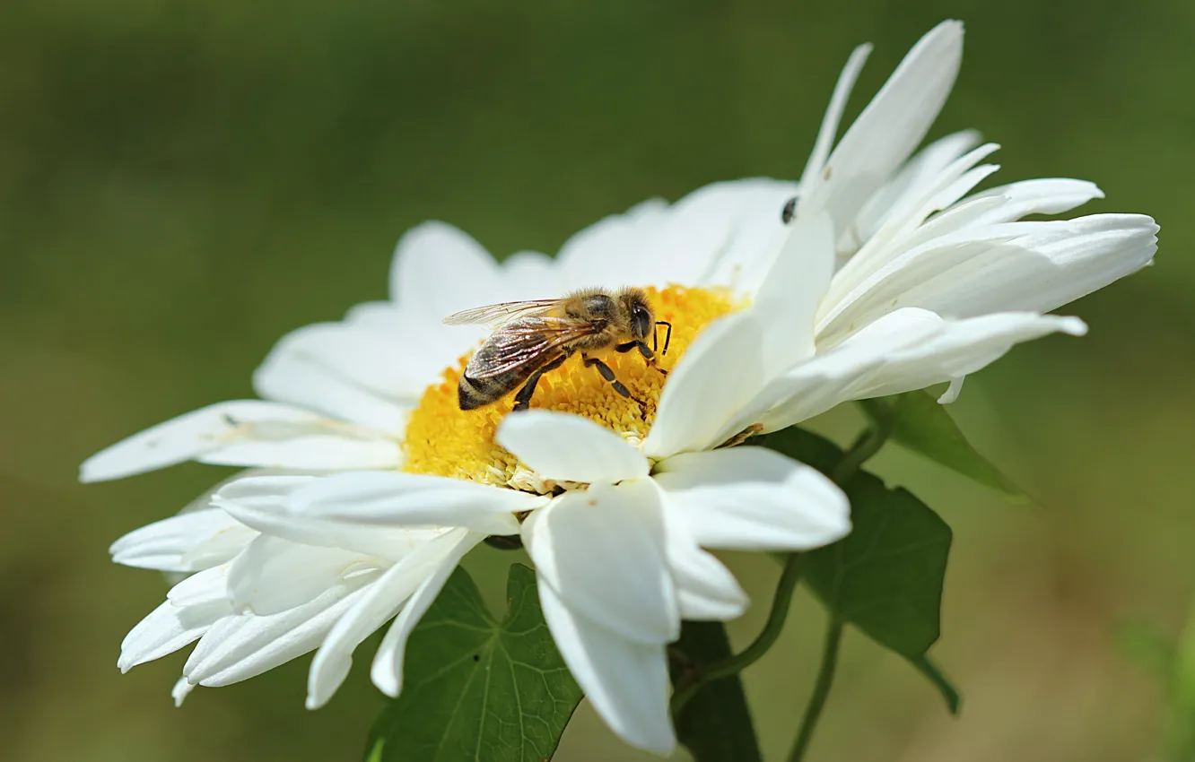 Фото обои Макро, Цветок, Ромашка, Flower, Насекомое, Macro, Wasp, Оса