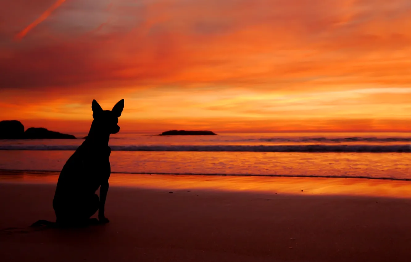Фото обои море, пляж, закат, собака, силуэт