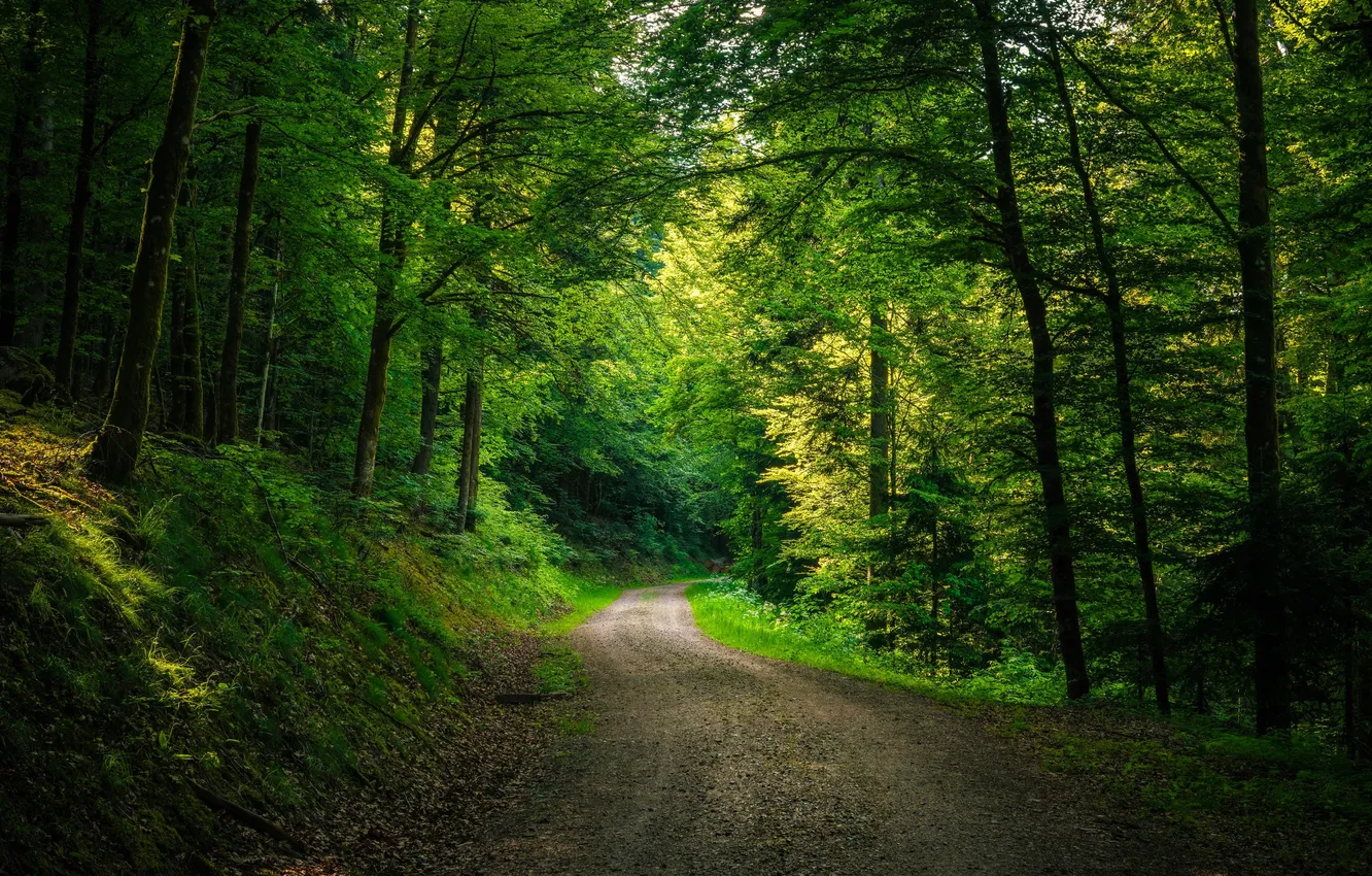 Фото обои дорога, лес, деревья, пейзаж, природа, растения, forest, road
