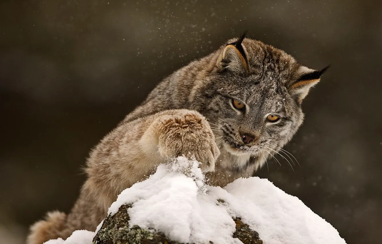 Фото обои зима, кошка, снег, лапа, хищник, зверь, рысь