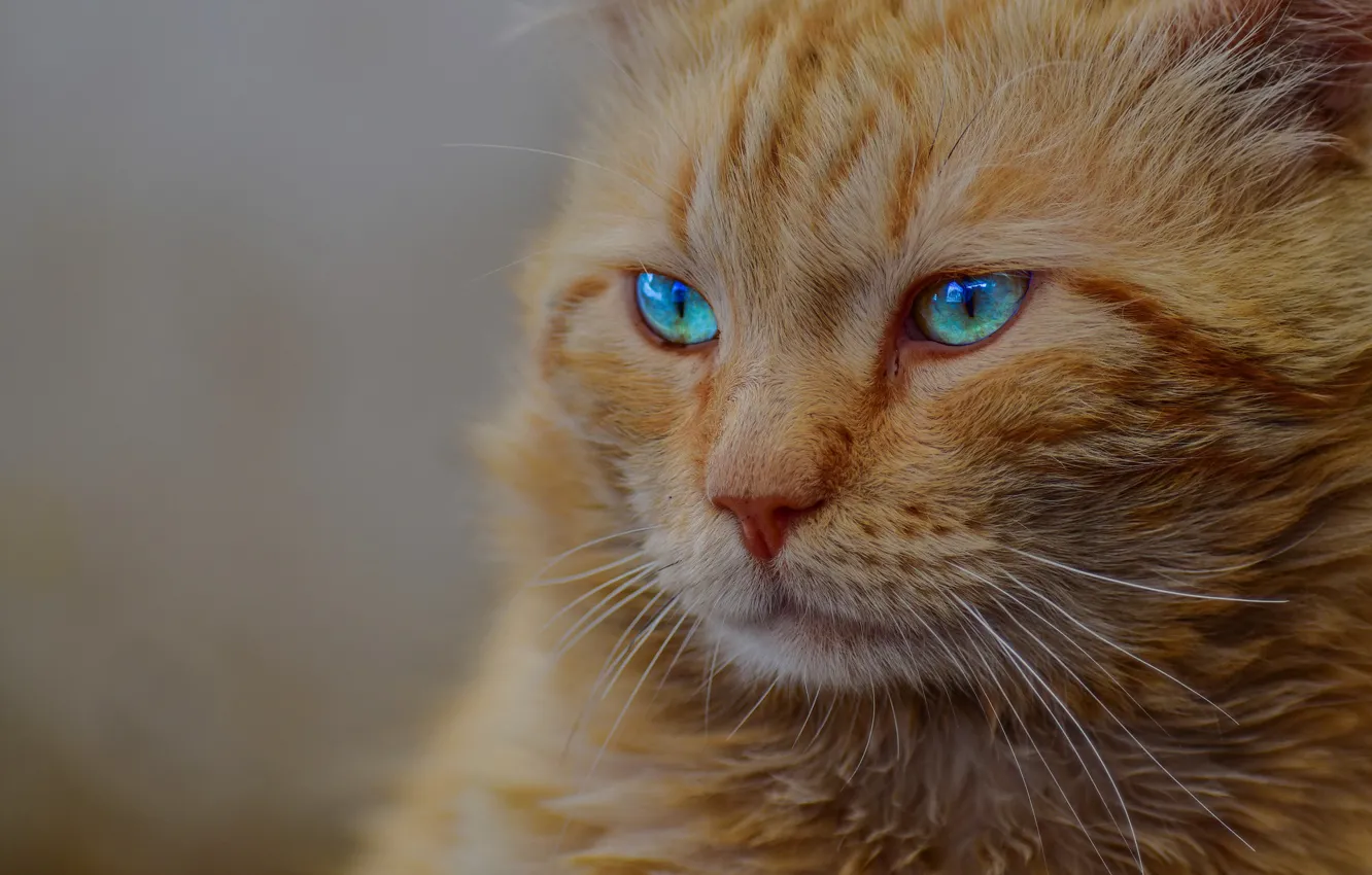 Фото обои мордочка, голубые глаза, рыжий кот