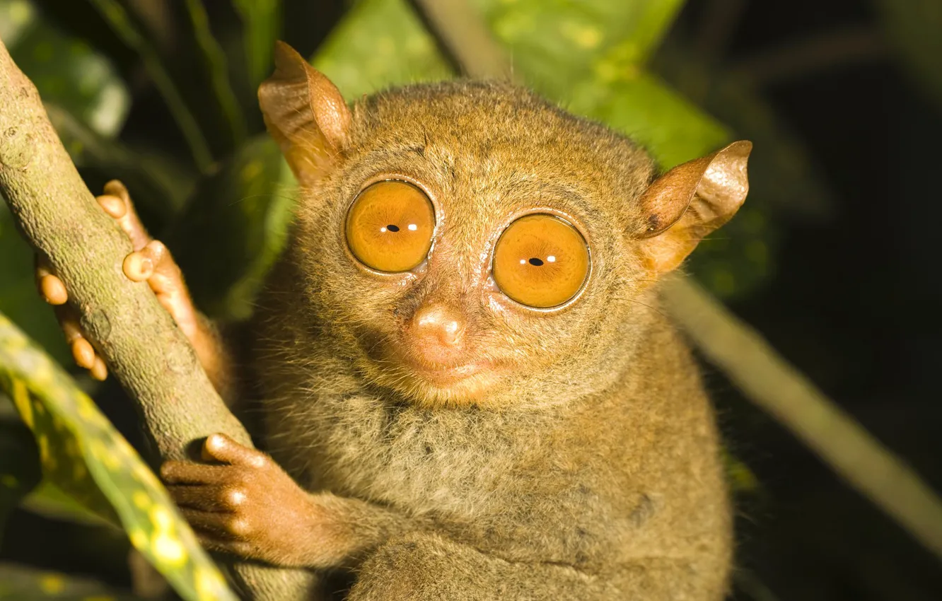 Фото обои глаза, ветка, примат, долгопят, tarsier