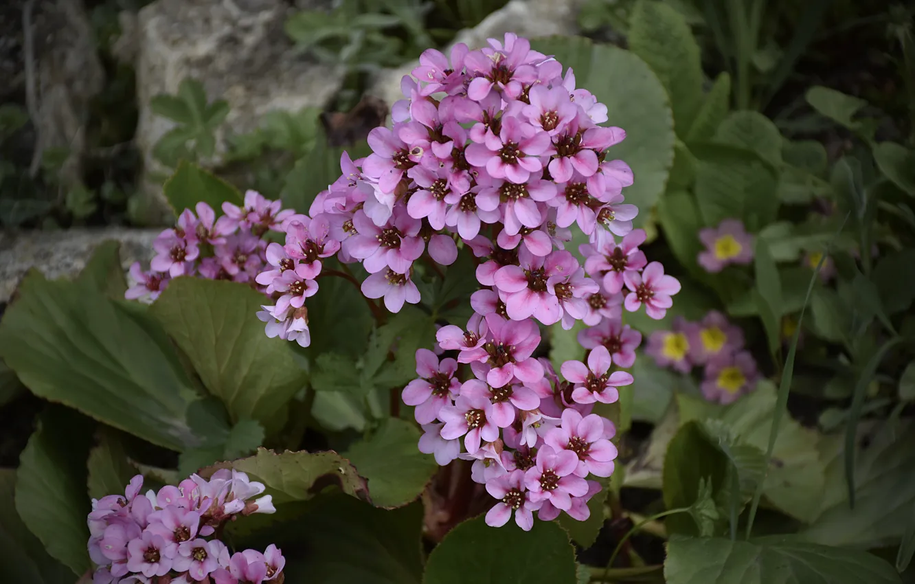 Фото обои Цветочки, Flowers, Pink flowers, Розовые цветы