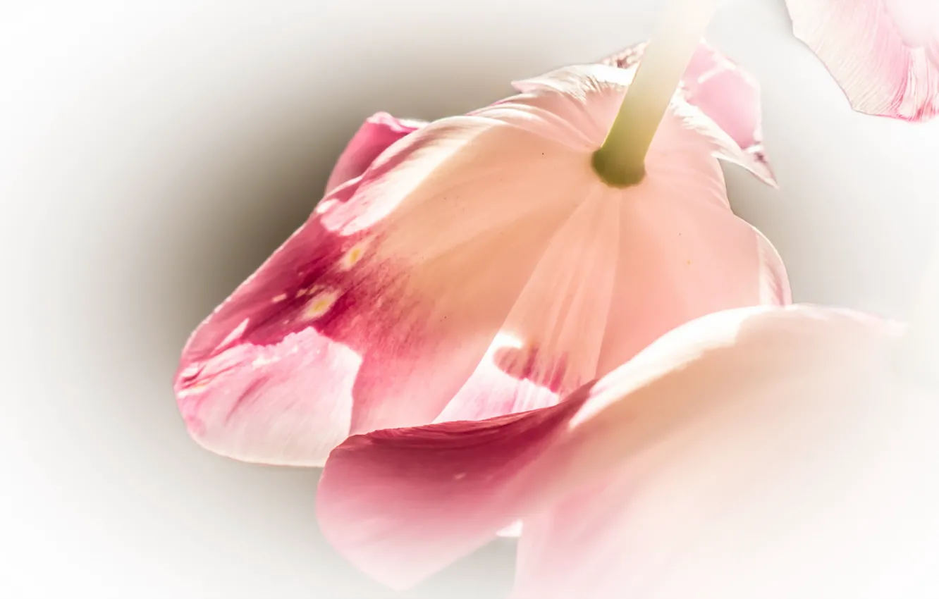 Фото обои цветы, природа, тюльпаны