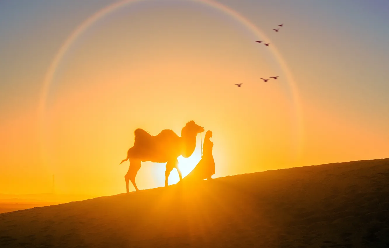 Фото обои девушка, солнце, закат, пустыня, вечер, верблюд, силуэты, Sunset