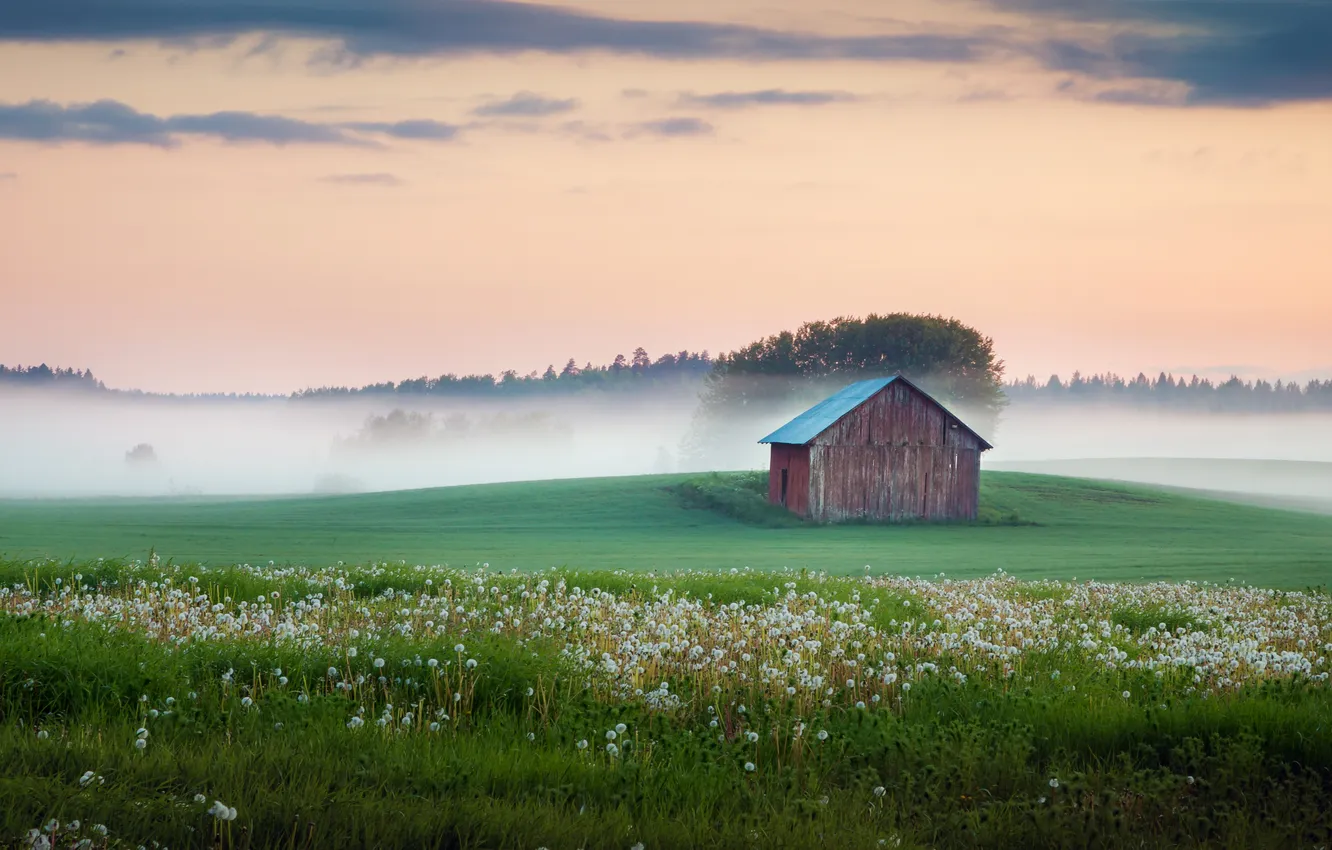 Фото обои поле, небо, трава, деревья, цветы, туман, сарай