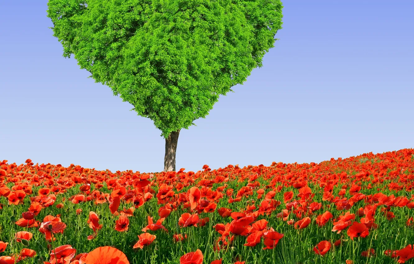 Фото обои поле, цветы, дерево, сердце, маки, весна, луг, love