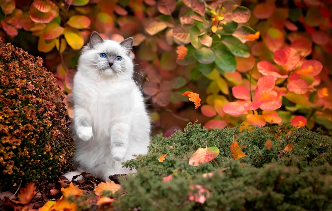 Фото обои осень, кошка, белый, трава, кот, листья, природа, голубые глаза