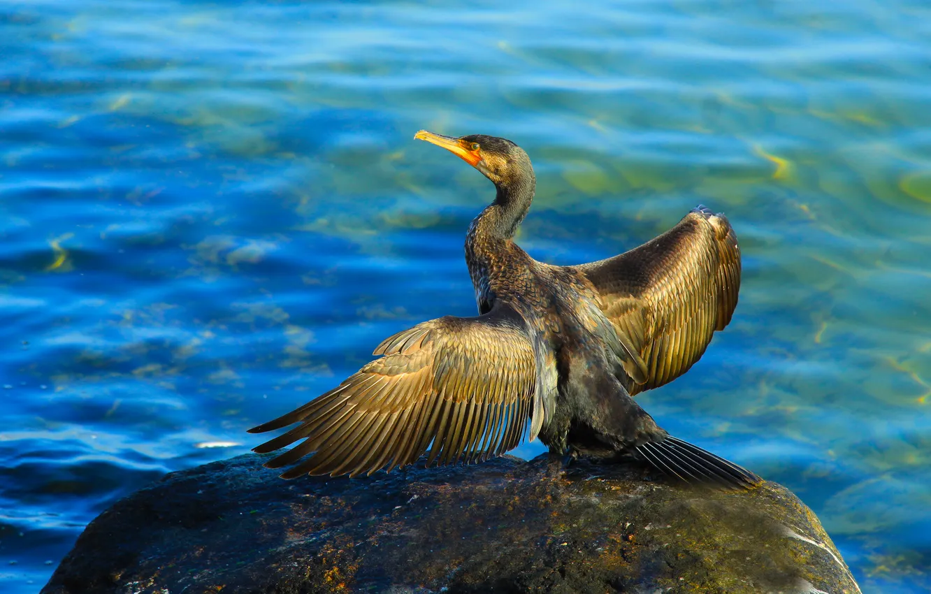 Фото обои sea, stone, bird