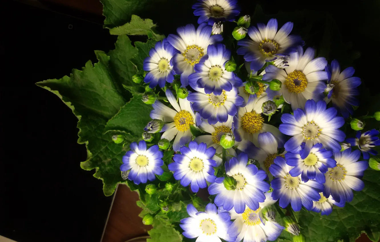 Фото обои цветы, минимализм, голубые, синие, красивые